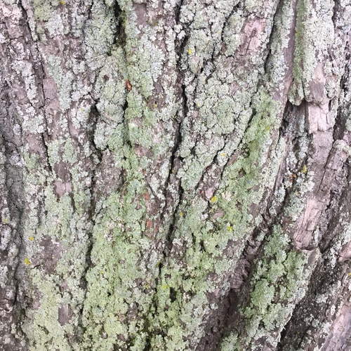 photo of Lichens (Lecanoromycetes)