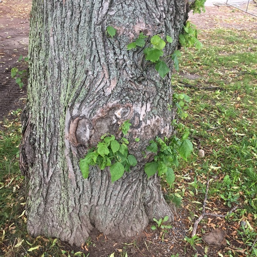 photo of Vascular Plants (Tracheophyta)