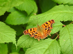Polygonia c-album