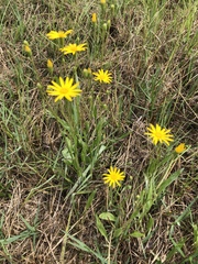 Pityopsis oligantha