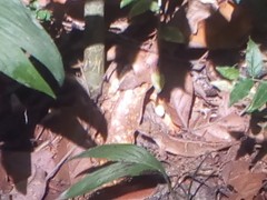 Anolis schiedii