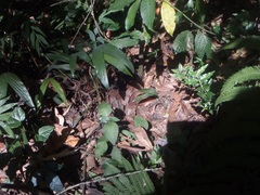 Anolis schiedii