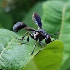 Physocephala floridana
