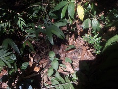 Anolis schiedii