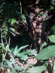 Anolis schiedii