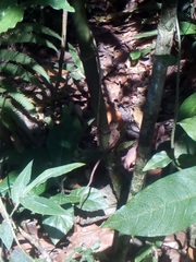 Anolis schiedii
