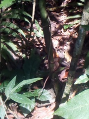 Anolis schiedii