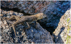 Tropidurus etheridgei