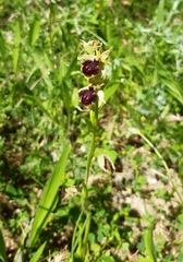 Ophrys sphegodes sphegodes