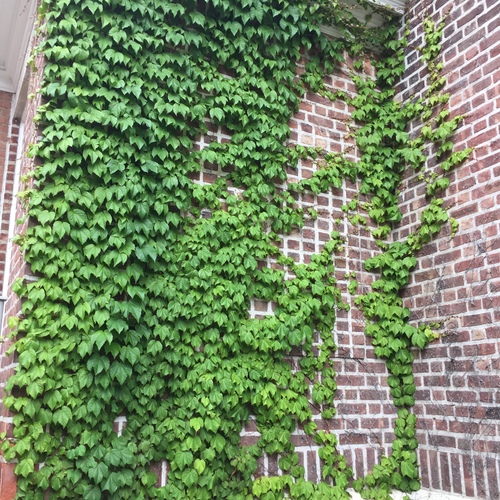 photo of Ivies (Hedera)