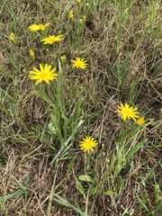 Pityopsis oligantha