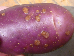 Streptomyces scabies