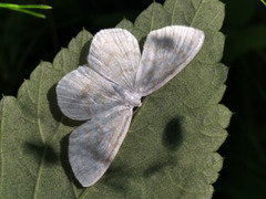 Asthena albulata