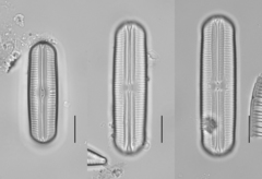 Sellaphora