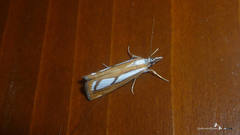 Catoptria