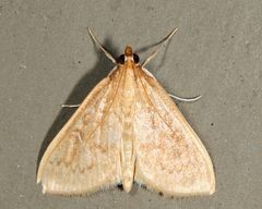 Framinghamia helvalis