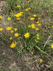 Pityopsis oligantha