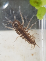 Asellus aquaticus