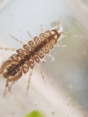 Asellus aquaticus