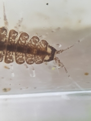 Asellus aquaticus