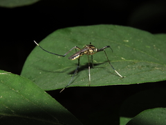 Toxorhynchites rutilus septentrionalis