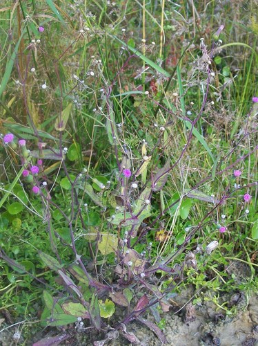 Emilia sonchifolia image