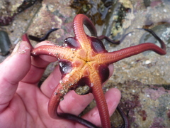 Ophiopsammus maculata