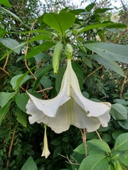 Brugmansia
