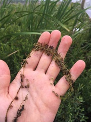 Utricularia intermedia