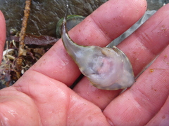 Diplocrepis puniceus