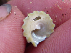 Coelotrochus viridis