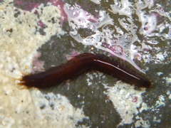 Oxydromus angustifrons