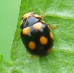Brachiacantha ursina