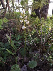Pyrola media