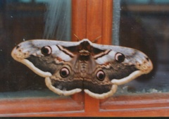 Saturnia pyri