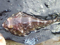 Diplocrepis puniceus