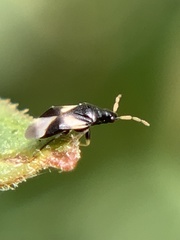 Orius tristicolor