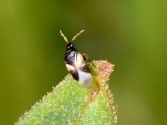 Orius tristicolor