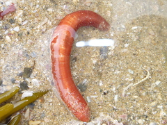 Taeniogyrus dunedinensis