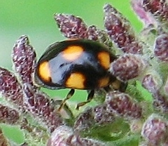 Brachiacantha ursina