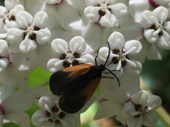 Pyromorpha dimidiata