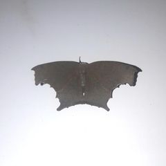 Eutomopepla discuneata