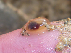 Flabelligera bicolor