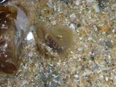 Flabelligera bicolor