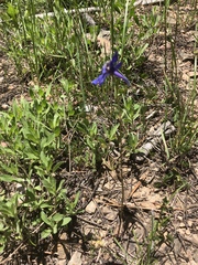 Delphinium bicolor