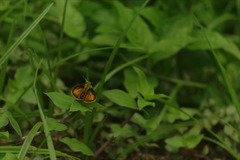 Polites vibex praeceps