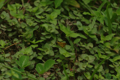 Polites vibex praeceps