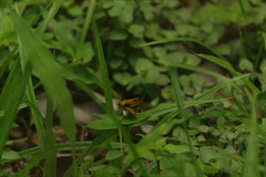 Polites vibex praeceps