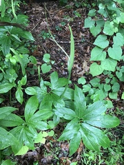 Pinellia pedatisecta