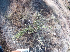 Cotoneaster tauricus